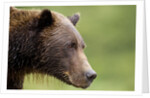 Brown Bear, Katmai National Park, Alaska by Anonymous