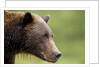 Brown Bear, Katmai National Park, Alaska by Anonymous