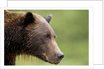 Brown Bear, Katmai National Park, Alaska by Anonymous