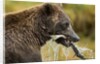 Brown Bear, Katmai National Park, Alaska by Anonymous