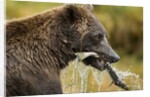 Brown Bear, Katmai National Park, Alaska by Anonymous