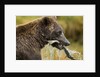 Brown Bear, Katmai National Park, Alaska by Anonymous