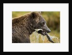 Brown Bear, Katmai National Park, Alaska by Anonymous
