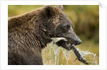 Brown Bear, Katmai National Park, Alaska by Anonymous