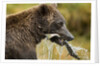 Brown Bear, Katmai National Park, Alaska by Anonymous