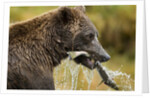 Brown Bear, Katmai National Park, Alaska by Anonymous