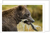 Brown Bear, Katmai National Park, Alaska by Anonymous