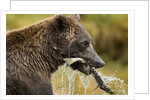 Brown Bear, Katmai National Park, Alaska by Anonymous