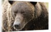 Brown Bear, Katmai National Park, Alaska by Anonymous