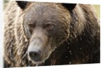 Brown Bear, Katmai National Park, Alaska by Anonymous