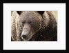 Brown Bear, Katmai National Park, Alaska by Anonymous