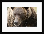 Brown Bear, Katmai National Park, Alaska by Anonymous