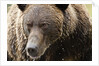 Brown Bear, Katmai National Park, Alaska by Anonymous