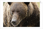Brown Bear, Katmai National Park, Alaska by Anonymous