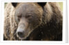 Brown Bear, Katmai National Park, Alaska by Anonymous