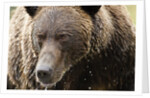 Brown Bear, Katmai National Park, Alaska by Anonymous