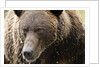 Brown Bear, Katmai National Park, Alaska by Anonymous