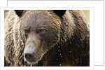 Brown Bear, Katmai National Park, Alaska by Anonymous