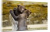 Sparring Brown Bears, Katmai National Park, Alaska by Anonymous