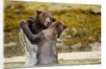 Sparring Brown Bears, Katmai National Park, Alaska by Anonymous