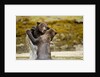 Sparring Brown Bears, Katmai National Park, Alaska by Anonymous