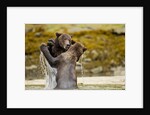 Sparring Brown Bears, Katmai National Park, Alaska by Anonymous