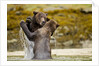 Sparring Brown Bears, Katmai National Park, Alaska by Anonymous