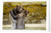 Sparring Brown Bears, Katmai National Park, Alaska by Anonymous