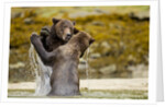 Sparring Brown Bears, Katmai National Park, Alaska by Anonymous