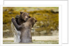 Sparring Brown Bears, Katmai National Park, Alaska by Anonymous