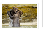 Sparring Brown Bears, Katmai National Park, Alaska by Anonymous