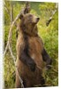 Brown Bear, Katmai National Park, Alaska by Anonymous