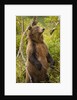 Brown Bear, Katmai National Park, Alaska by Anonymous