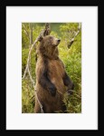 Brown Bear, Katmai National Park, Alaska by Anonymous