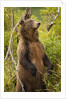 Brown Bear, Katmai National Park, Alaska by Anonymous