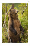 Brown Bear, Katmai National Park, Alaska by Anonymous