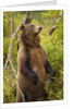 Brown Bear, Katmai National Park, Alaska by Anonymous