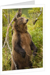 Brown Bear, Katmai National Park, Alaska by Anonymous