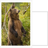 Brown Bear, Katmai National Park, Alaska by Anonymous