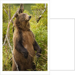 Brown Bear, Katmai National Park, Alaska by Anonymous
