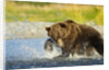 Brown Bear, Katmai National Park, Alaska by Anonymous