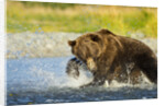 Brown Bear, Katmai National Park, Alaska by Anonymous