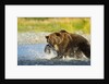 Brown Bear, Katmai National Park, Alaska by Anonymous