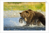 Brown Bear, Katmai National Park, Alaska by Anonymous