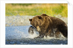 Brown Bear, Katmai National Park, Alaska by Anonymous