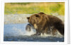 Brown Bear, Katmai National Park, Alaska by Anonymous