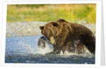 Brown Bear, Katmai National Park, Alaska by Anonymous