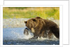 Brown Bear, Katmai National Park, Alaska by Anonymous