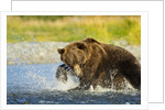 Brown Bear, Katmai National Park, Alaska by Anonymous