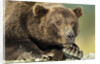 Brown Bear, Katmai National Park, Alaska by Anonymous